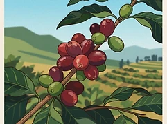 Kiangoi factory — coffee farm illustration 3