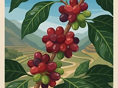 Finca Muruhuay — coffee farm illustration 3
