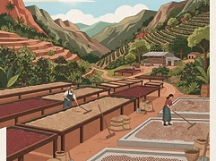 La Peña — coffee farm illustration 2