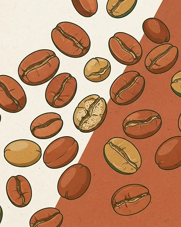Archive: Ethiopia Adorsi