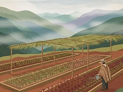 Germán Cubas Perez — coffee farmer illustration 3
