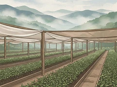 Martir Fernandez — coffee farmer illustration 3