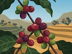 Smallholder farms contributing to Adorsi-Testi Wash Station — coffee farm illustration 3