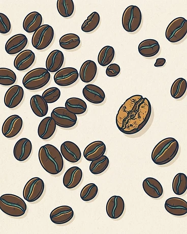 Finca La Victoria – Java Variety