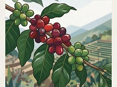 Finca El Platanillo β coffee farm illustration 3