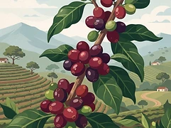 La Loma β coffee farm illustration 3