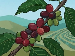 Crispilliano Contreras — coffee farm illustration 3