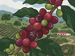 El Nogal — coffee farm illustration 3