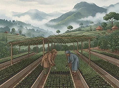 Alo Coffee — coffee farmer illustration 3