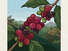 El Congo — coffee farm illustration 3