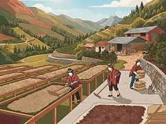 Aromas De Aniz β coffee farm illustration 2