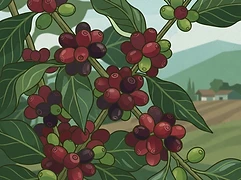 Los Delirios โ coffee farm illustration 3