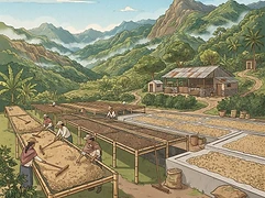 Chevas Coffee Estate — coffee farm illustration 2