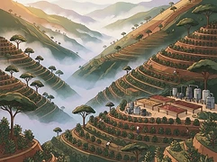 Finca El Diviso — coffee farm illustration 1