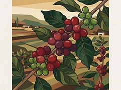 Bitta Farm β coffee farm illustration 3
