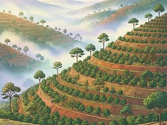 Hafi processing station — coffee farm illustration 1