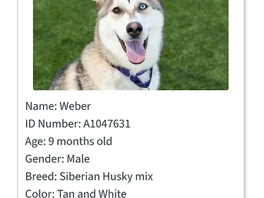 Weber