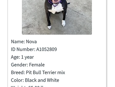 Nova