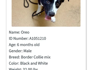 Photo of Oreo