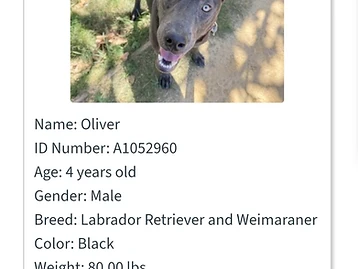 Photo of Oliver
