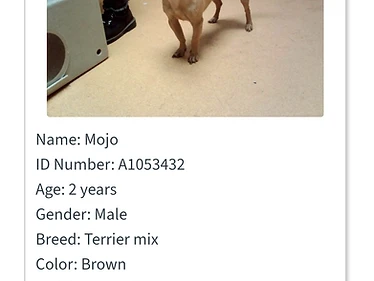 Mojo