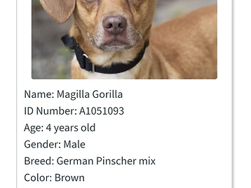 Photo of Magilla Gorilla