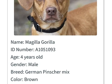 Magilla Gorilla