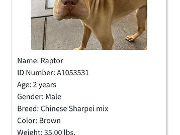 Photo of Raptor