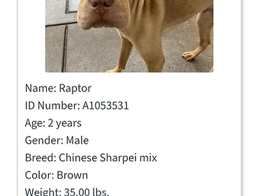 Raptor