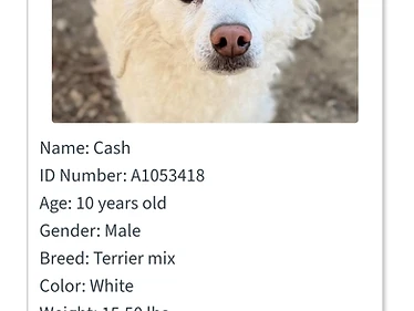 Cash