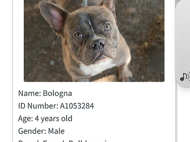 Bologna