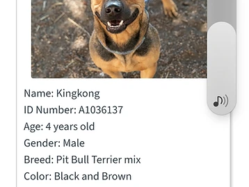 Photo of Kingkong