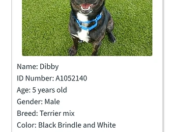 Photo of Dibby