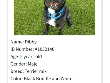 Dibby