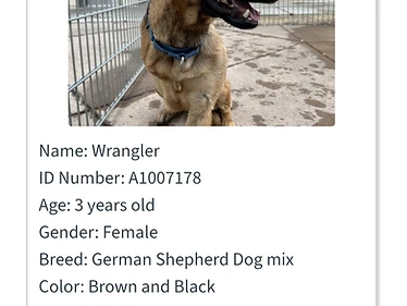 Wrangler
