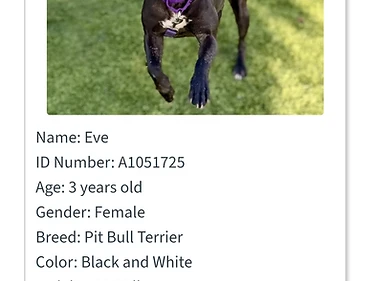 Eve