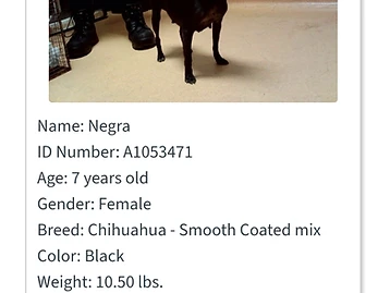 Photo of Negra