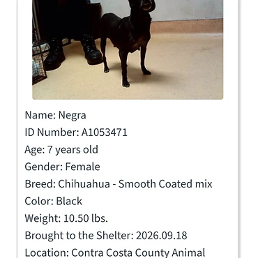 Negra