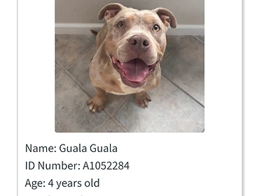 Guala Guala