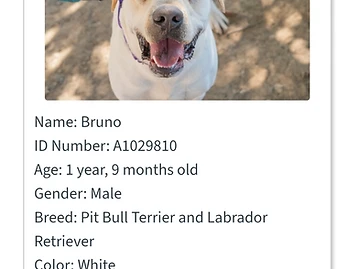 Photo of Bruno