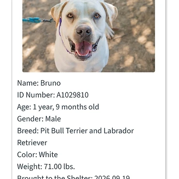 Bruno