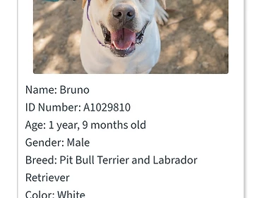 Bruno