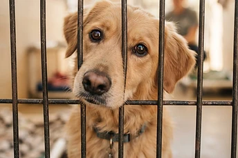 The Joy of Adopting a Dog With Special Needs