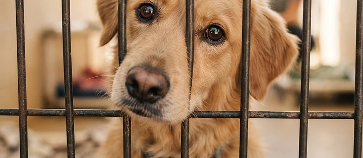 The Joy of Adopting a Dog With Special Needs
