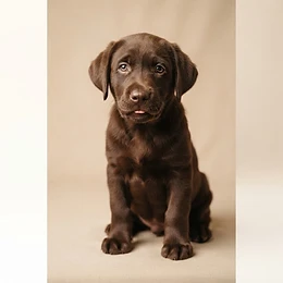A Labrador Retriever puppy