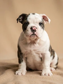A English Bulldogs puppy