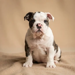 A English Bulldog puppy