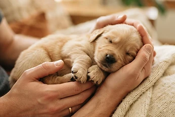 Why the First Year With Your Adopted Dog Is the Most Important