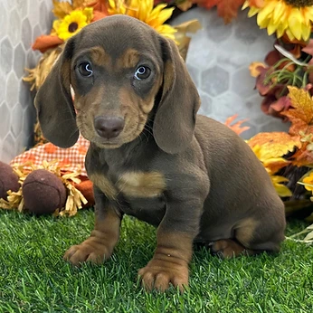 Tinkerbell, a Dachshund female puppy