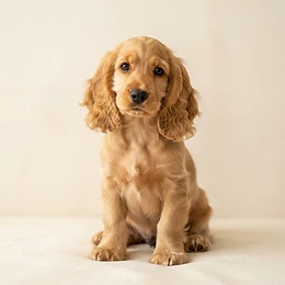 A Cocker Spaniel puppy